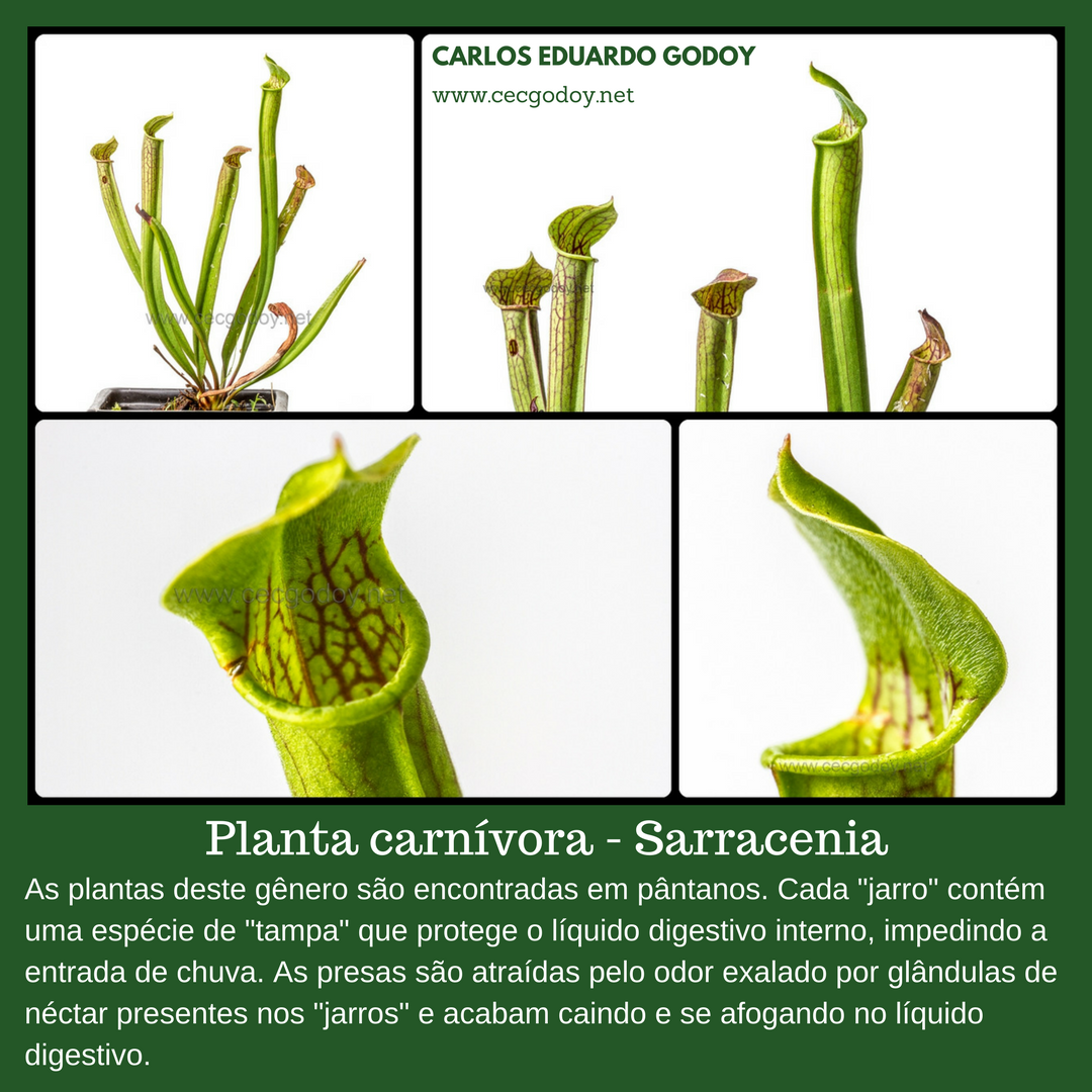Carnívora - Sarracenia