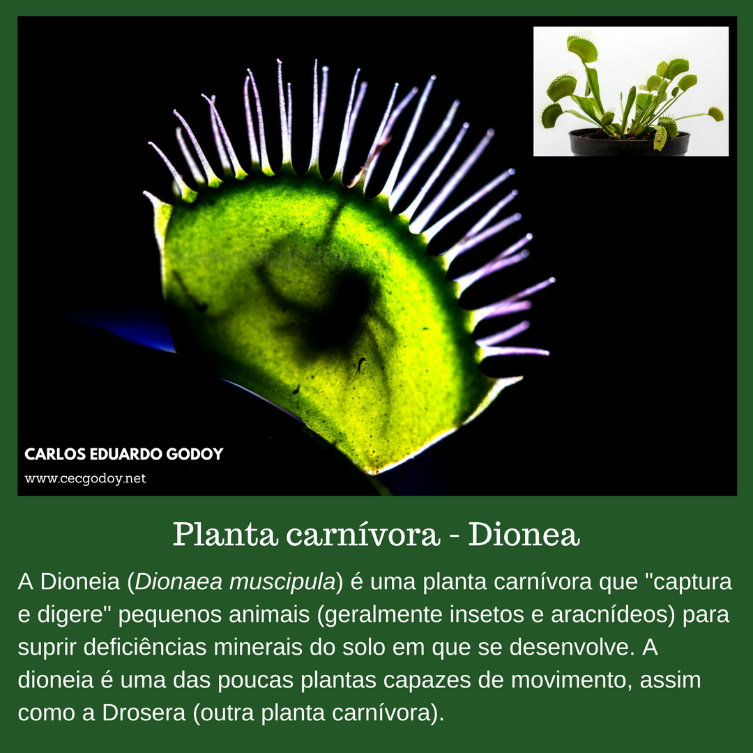Planta carnívora - Dionea