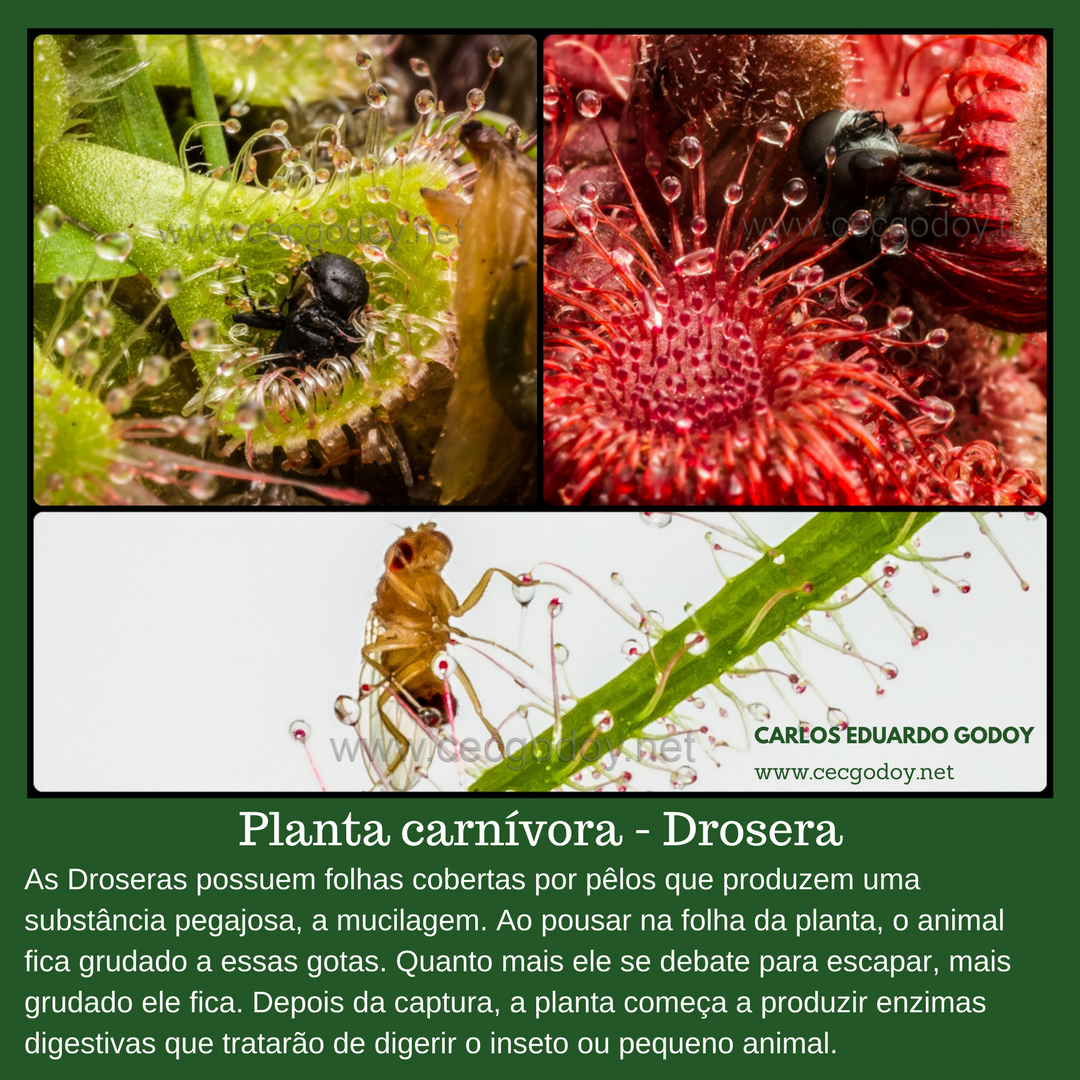 Planta carnívora - Drosera